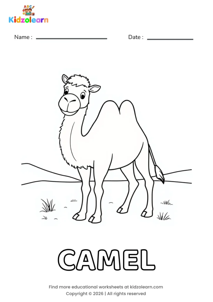 Free camel coloring page for kids – printable PDF of a camel with a single hump, standing in a desert scene with small tufts of grass nearby
