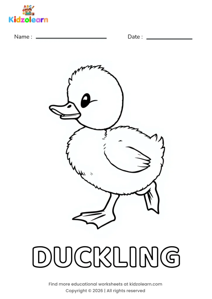 Free duckling coloring page for kids – printable PDF of a fluffy baby duckling walking forward with a small beak and webbed feet